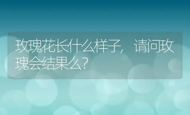 玫瑰花长什么样子,请问玫瑰会结果么？ | 养殖学堂