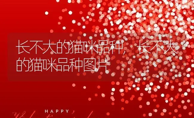 长不大的猫咪品种,长不大的猫咪品种图片 | 养殖科普