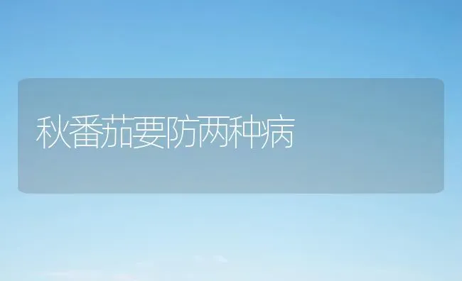 秋番茄要防两种病 | 养殖知识