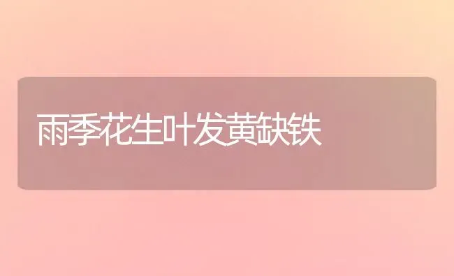 雨季花生叶发黄缺铁 | 养殖技术大全