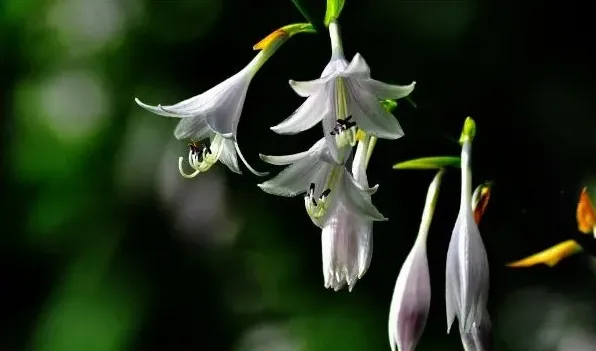 玉簪花不长叶子怎么办 | 常识大全