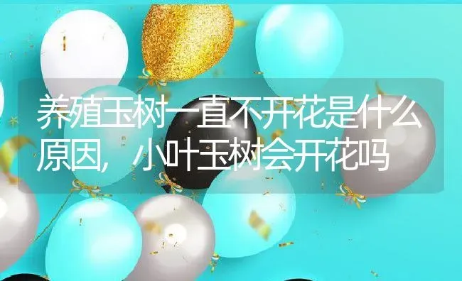 养殖玉树一直不开花是什么原因,小叶玉树会开花吗 | 养殖学堂
