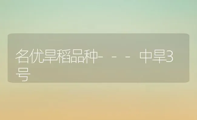 名优旱稻品种---中旱3号 | 养殖技术大全
