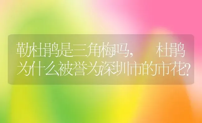 勒杜鹃是三角梅吗,簕杜鹃为什么被誉为深圳市的市花？ | 养殖科普