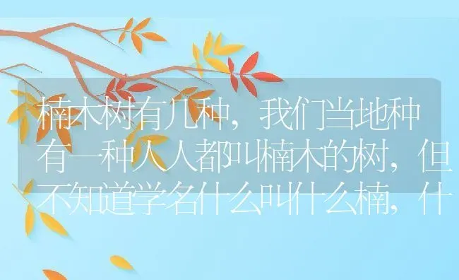 楠木树有几种,我们当地种有一种人人都叫楠木的树，但不知道学名什么叫什么楠，什么属？ | 养殖科普