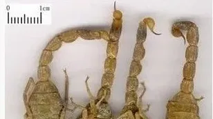 冬春常见蝎病防治技术 | 三农知识
