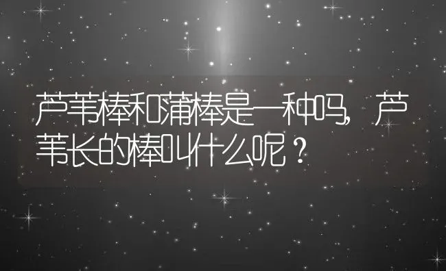 芦苇棒和蒲棒是一种吗,芦苇长的棒叫什么呢？ | 养殖科普