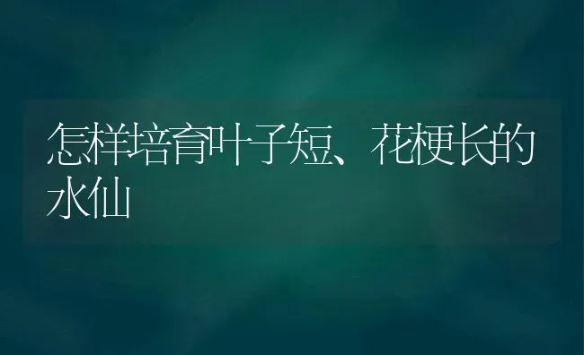 怎样培育叶子短、花梗长的水仙 | 养殖知识