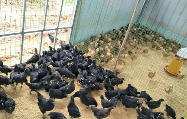 养绿壳蛋鸡赚钱吗？养殖前景和利润怎么样 | 妙招大全