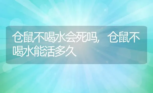 仓鼠不喝水会死吗,仓鼠不喝水能活多久 | 养殖资料