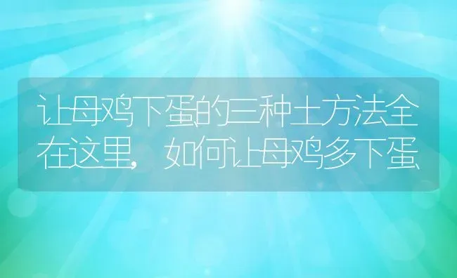 让母鸡下蛋的三种土方法全在这里,如何让母鸡多下蛋 | 养殖学堂