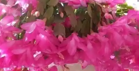 冬天有哪些花,初冬的花有哪些？