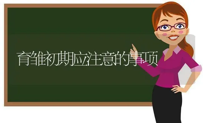 育雏初期应注意的事项 | 养殖知识