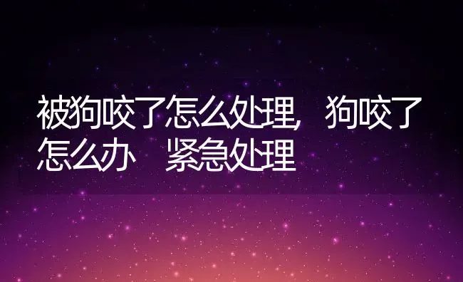 被狗咬了怎么处理,狗咬了怎么办 紧急处理 | 养殖科普