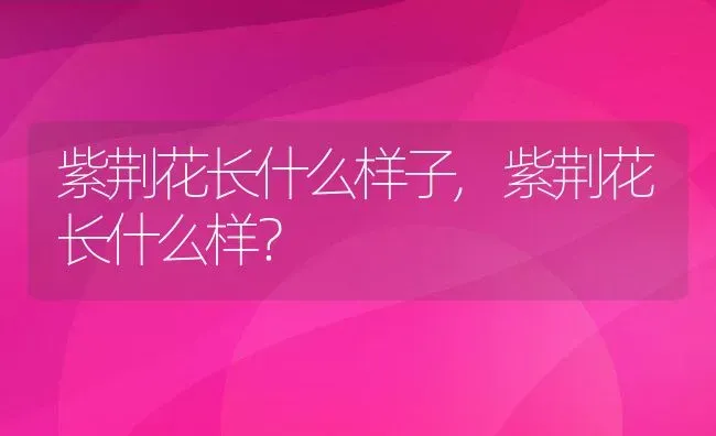 紫荆花长什么样子,紫荆花长什么样？ | 养殖科普