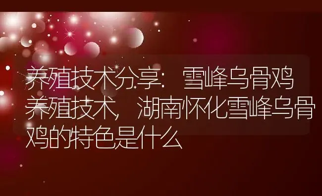 养殖技术分享:雪峰乌骨鸡养殖技术,湖南怀化雪峰乌骨鸡的特色是什么 | 养殖学堂