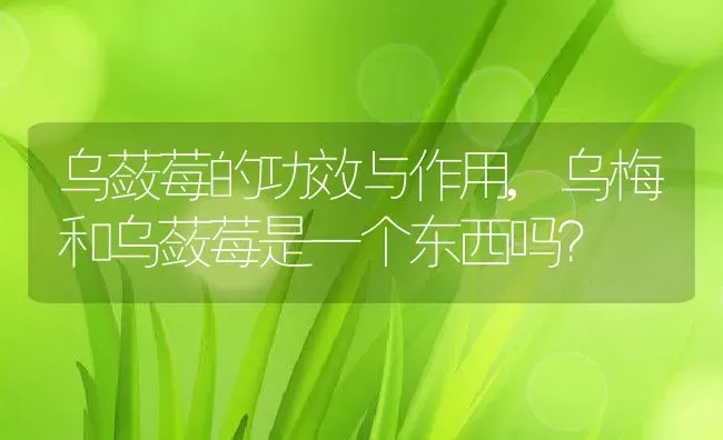 乌蔹莓的功效与作用,乌梅和乌蔹莓是一个东西吗？ | 养殖科普