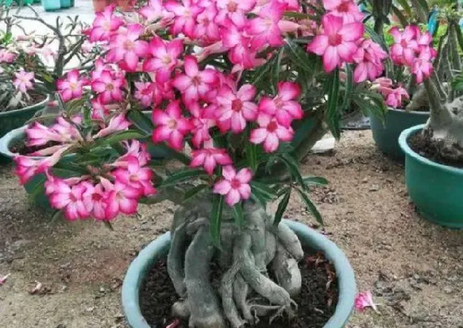 沙漠玫瑰用什么土栽培,沙漠玫瑰的养殖方法羊粪？