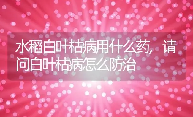 水稻白叶枯病用什么药,请问白叶枯病怎么防治 | 养殖学堂