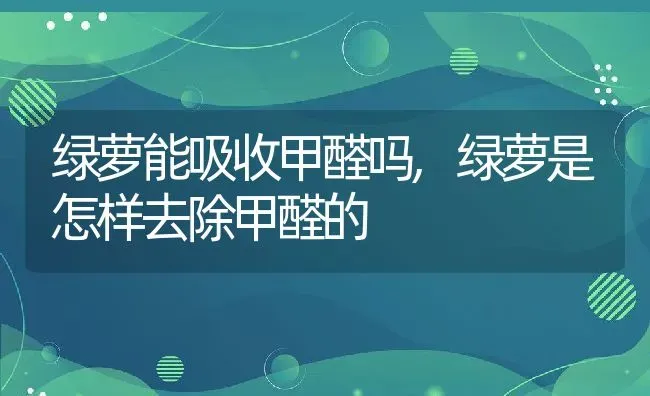 绿萝能吸收甲醛吗,绿萝是怎样去除甲醛的 | 养殖学堂