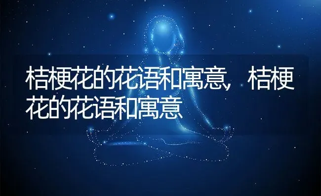 桔梗花的花语和寓意,桔梗花的花语和寓意 | 养殖科普
