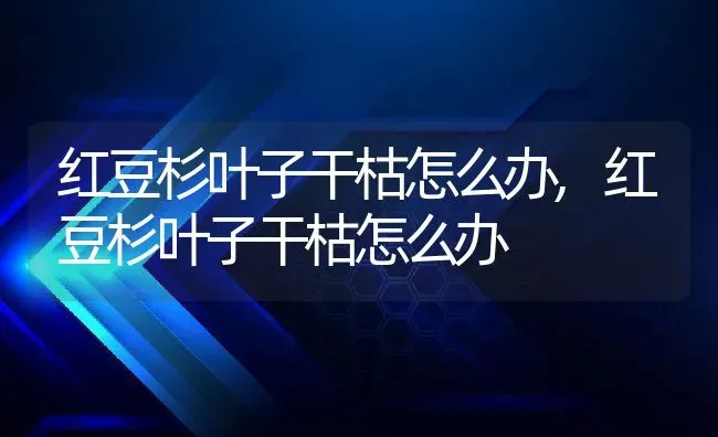 红豆杉叶子干枯怎么办,红豆杉叶子干枯怎么办 | 养殖科普