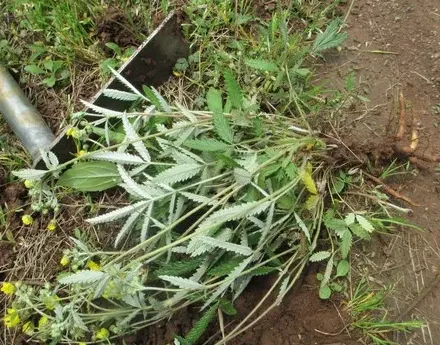 野生的透骨草长什么样子,植物有什么办法让孩孑离开自乙？