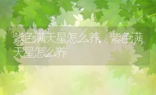 紫色满天星怎么养,紫色满天星怎么养 | 养殖科普