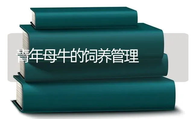 青年母牛的饲养管理 | 养殖知识