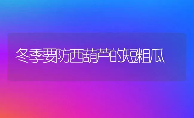 冬季要防西葫芦的短粗瓜 | 养殖知识