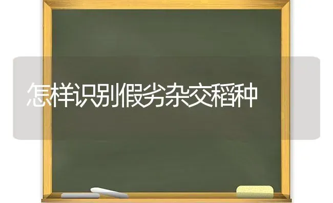 怎样识别假劣杂交稻种 | 养殖知识