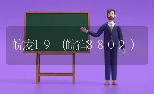 皖麦19(皖宿8802) | 养殖技术大全