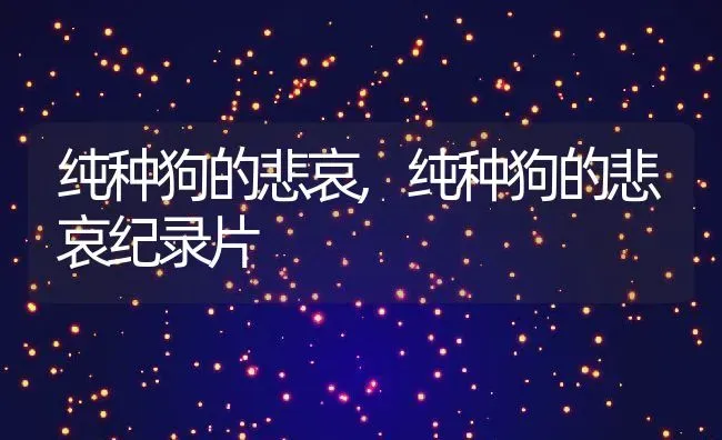 纯种狗的悲哀,纯种狗的悲哀纪录片 | 养殖科普