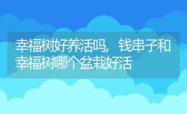 幸福树好养活吗,钱串子和幸福树哪个盆栽好活 | 养殖学堂