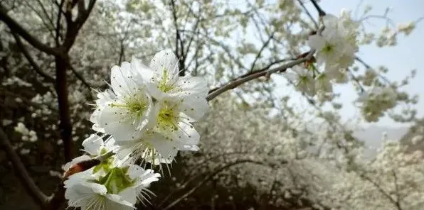 樱桃花有没有红色的 | 生活常识