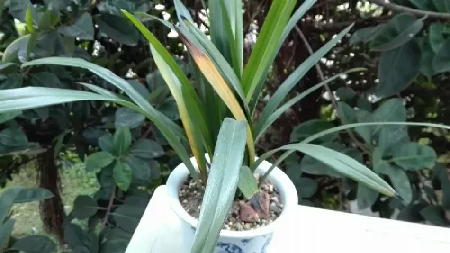 兰花叶子发黄干枯是什么原因,兰花黄叶的原因和解决方法？