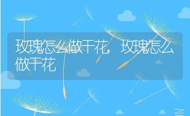 玫瑰怎么做干花,玫瑰怎么做干花 | 养殖科普