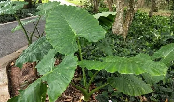 大野芋有毒吗 | 生活妙招