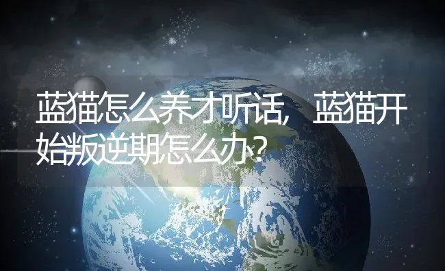 蓝猫怎么养才听话,蓝猫开始叛逆期怎么办？ | 养殖学堂