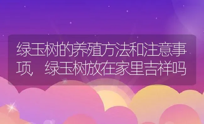 绿玉树的养殖方法和注意事项,绿玉树放在家里吉祥吗 | 养殖学堂