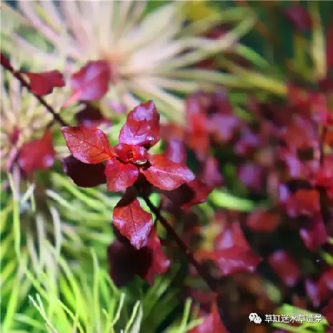 紫红丁香水草怎么养,紫红丁香水草怎么养？