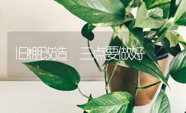 旧棚改造 三点要做好 | 养殖知识