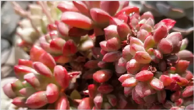 小叮当和红稚莲的区别 | 农广天地