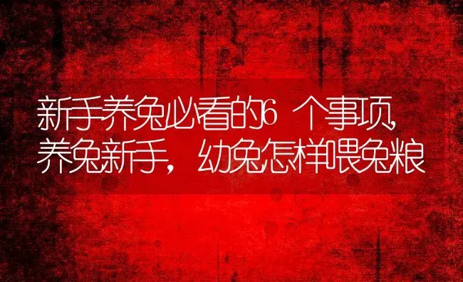 新手养兔必看的6个事项,养兔新手，幼兔怎样喂兔粮 | 养殖学堂