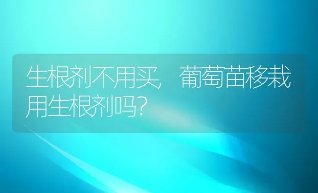 生根剂不用买,葡萄苗移栽用生根剂吗？ | 养殖科普