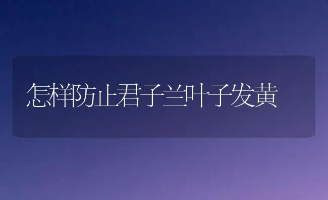 怎样防止君子兰叶子发黄 | 养殖技术大全