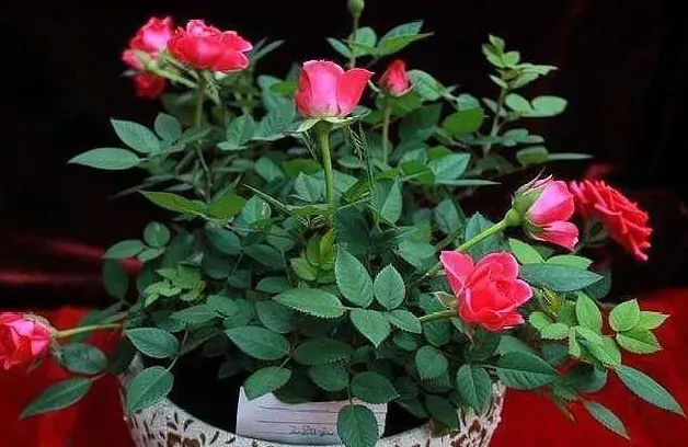 月季花泡水里多久才生根,水泡月季花多长时间？