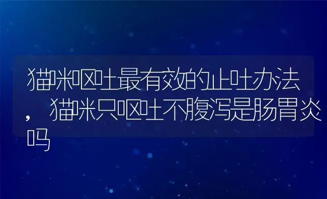 猫咪呕吐最有效的止吐办法,猫咪只呕吐不腹泻是肠胃炎吗 | 养殖科普