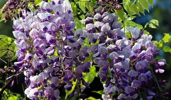 碱性土壤适合种植什么,什么土壤碱性强？