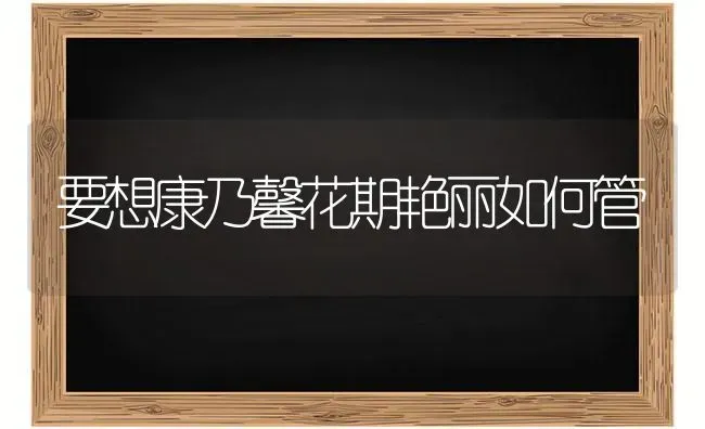 要想康乃馨花期艳丽如何管 | 养殖技术大全